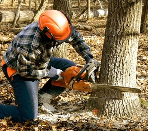 Tree Removal in Cedar Lake, IN